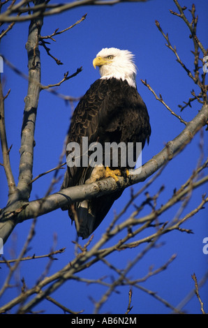 Weißkopf-Seeadler in British Columbia Kanada Nordamerika Stockfoto