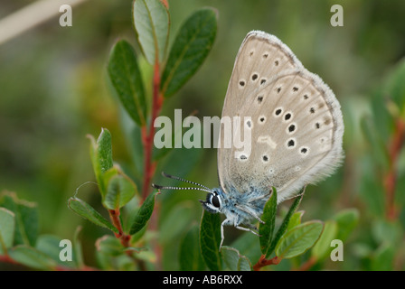 Alcon blau (Maculinea Alcon) Stockfoto