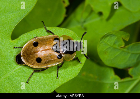 Dendroxena 4 Maculata auf Eichenblatt zeigt Flecken Potton bedfordshire Stockfoto