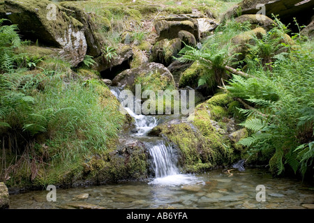 Kleiner Bach mit Moos bedeckt Felsen im alten Eichenwälder in der Nähe von Caban Coch Reservoir Elan Tal Wales Stockfoto