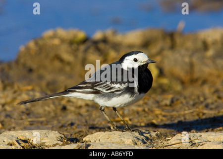 Trauerschnäpper Bachstelze Motacilla Alba stehen im Hof mit Pfütze im Hintergrund Ashwell Hertfordshire Stockfoto