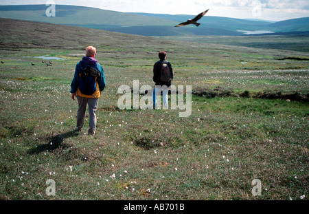 Die Great Skua Wanderer um ihre Jungen zu schützen auf dem Boden an Hermaness Unst Shetland Islands UK Großbritannien angreifen Stockfoto