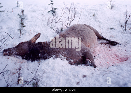 Rohbau eines Elch-Kuh (Cervus Canadensis) getötet von einem Fahrzeug auf einer Autobahn im Winter in British Columbia Kanada Stockfoto