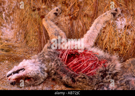Kadaver von einem Kojoten (Canis Latrans) getötet von einem Fahrzeug auf einer Autobahn im Winter in British Columbia Kanada Stockfoto
