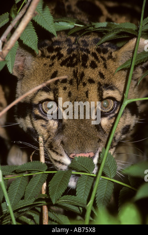 Nebeleleopard ( Neofelis nebulosa ), Captive Port Lympne Wild Animal Park, Kent, Großbritannien. Stockfoto