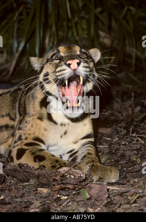 Nebeleleopard ( Neofelis nebulosa ), Captive Port Lympne Wild Animal Park, Kent, Großbritannien. Erwachsene Mann zeigt lange Eckzähne Stockfoto