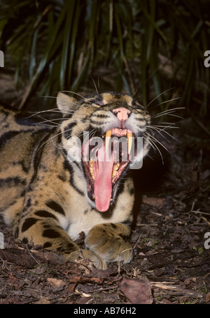 Nebeleleopard ( Neofelis nebulosa ), Captive Port Lympne Wild Animal Park, Kent, Großbritannien. Erwachsene Mann zeigt lange Eckzähne Stockfoto