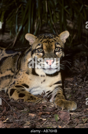 Nebeleleopard ( Neofelis nebulosa ), Captive Port Lympne Wild Animal Park, Kent, Großbritannien. Stockfoto