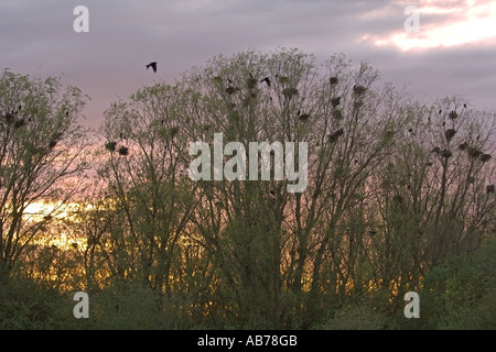 Saatkrähen Corvus Frugilegus herumfliegen Rookery in der Abenddämmerung Cambridgeshire England April Stockfoto