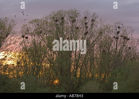 Saatkrähen Corvus Frugilegus herumfliegen Rookery in der Abenddämmerung Cambridgeshire England April Stockfoto