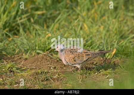 Europäische Schildkröten Taube Streptopelia Turtur Frühling Erwachsenen Fütterung im Feldrand Norfolk England Mai Stockfoto