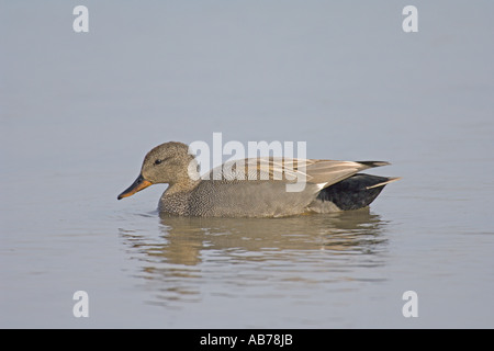 Gadwall Anas Strepera männlich oder Drake schwimmen Norfolk England Mai Stockfoto