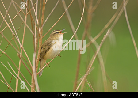 Sedge Warbler Acrocephalus Schoenobaenus Frühling Erwachsenen singen Cambridgeshire England Mai Stockfoto