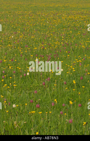 Schlangen Kopf Fritillaria Fritillaria Meleagris. North Meadow National Nature Reserve Cricklade Wiltshire Stockfoto