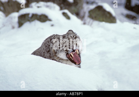 Schneeleopard (Panthera uncia), Captive Port Lympne Wild Animal Park, Kent, Großbritannien. Stockfoto