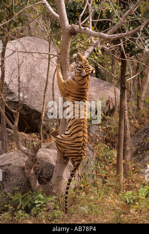 Indochinesischer Tiger (Panthera tigris corbetti). Phnom Tamao Zoo, Kambodscha Stockfoto