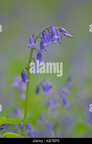 Glockenblumen Endymion non Scriptus Blüte im Niederwaldbetrieb Wald Cambridgeshire England Mai Stockfoto