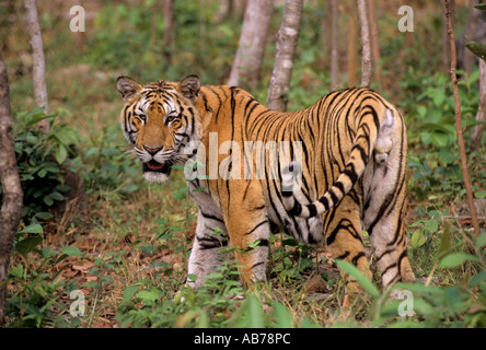 Indochinesischer Tiger (Panthera tigris corbetti). Phnom Tamao Zoo, Kambodscha Stockfoto