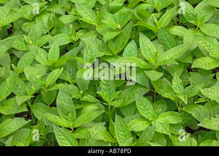 Hunde Quecksilber Mercurialis Perennis im Niederwaldbetrieb Wald Cambridgeshire England Mai Stockfoto