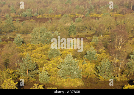 Frensham Common Surrey England Tiefland Säure Heide Lebensraum zeigt Ginster Birke und Scots Kiefer-April 2006 Stockfoto