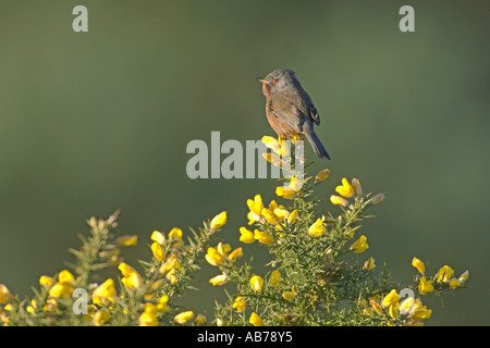 Dartford Warbler Sylvia Undata Frühling männlichen auf Ginster Surrey England April Stockfoto