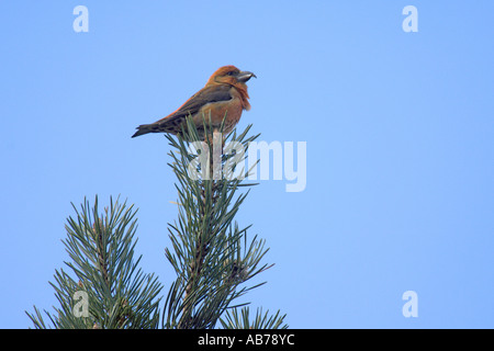 Gemeinsamen Kreuzschnabel Loxia Curvirostra Männchen in Föhren Surrey England April Stockfoto