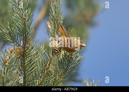 Gemeinsamen Kreuzschnabel Loxia Curvirostra Männchen in Föhren Surrey England April Stockfoto