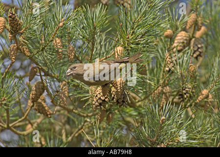 Gemeinsamen Kreuzschnabel Loxia Curvirostra Erwachsenfrau in Föhren Surrey England April Stockfoto