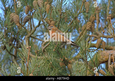 Gemeinsamen Kreuzschnabel Loxia Curvirostra Männchen in Föhren Surrey England April Stockfoto