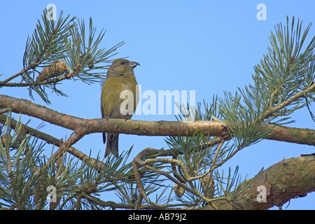 Gemeinsamen Kreuzschnabel Loxia Curvirostra Erwachsenfrau in Föhren Surrey England April Stockfoto