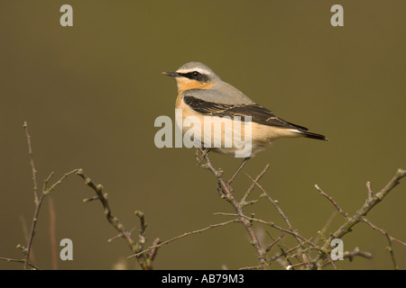 Nördlichen Steinschmätzer Oenanthe Oenanthe männlichen Frühling Migrant South Devon England April Stockfoto