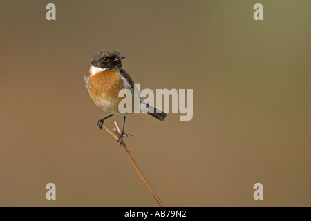 Schwarzkehlchen Saxicola Torquata Männchen singen South Devon England April Stockfoto