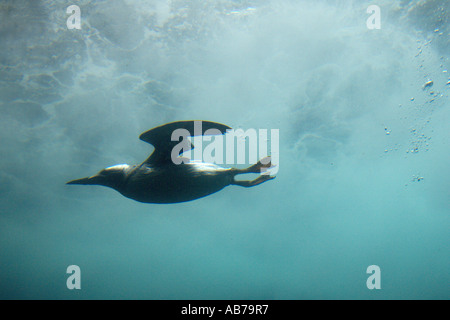 Gemeinsamen Guillemot oder common Murre Uria Aalge Tauchen Unterwasser Stockfoto