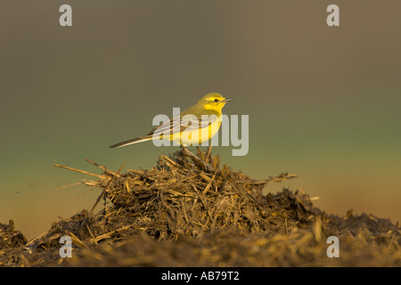 Schafstelze Motacilla Flava Flavissima Frühjahr männlich auf Bauernhof Midden Heap Hertfordshire England April Stockfoto