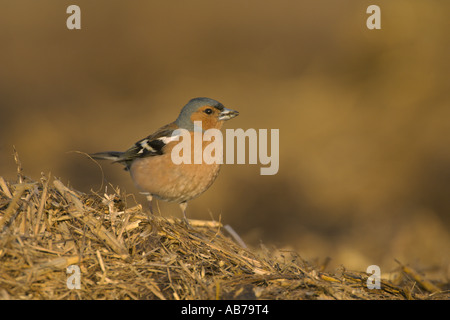 Buchfink Fringilla Coelebs Männchen auf Bauernhof Midden Heap Hertfordshire England April Stockfoto