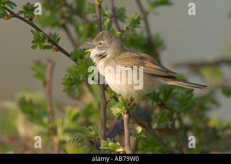 Gemeinsamen Whitethroat Sylvia Communis männlichen Gesang im Weißdorn Hertfordshire England April Stockfoto