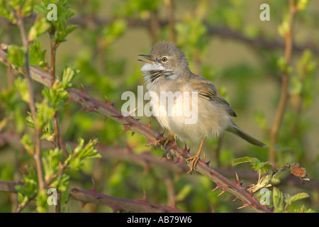 Gemeinsamen Whitethroat Sylvia Communis männlichen Gesang in Hecke Hertfordshire England April Stockfoto