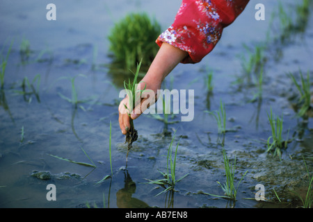 Nahaufnahme von Hand Pflanzen Stiele im Reisfeld in Asien Stockfoto