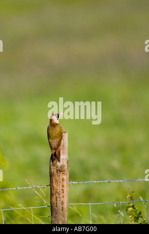 Grünspecht Picus Viridis sitzen auf Zaunpfosten mit aus Fokus Wiese im Hintergrund Eyeworth bedfordshire Stockfoto