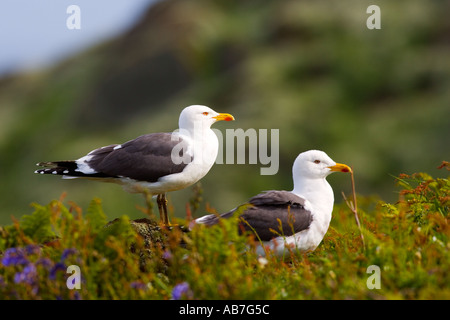 2 kleinere schwarze gesicherten Möwen Larus Fuscus zusammen auf grobe grasbewachsenen Boden skokholm Stockfoto