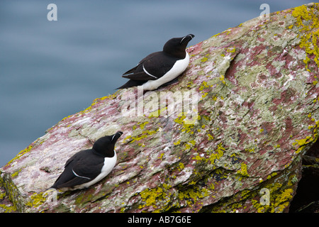 Tordalken Alca Torda sitzen auf Felsen skokholm Stockfoto