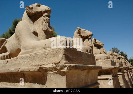 Allee der Ram leitete Sphinxen Karnak Ägypten Stockfoto