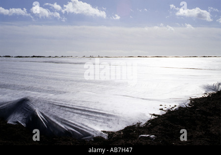 Kartoffeln Pflanzen bedeckt in Vlies zur Beschleunigung von Wachstum, Bawdsey Suffolk Stockfoto