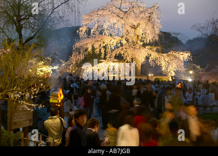 Hanami feiern im Maruyama Koen, Kyoto, Japan Stockfoto