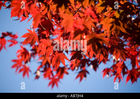 Eine japanische Acer Baum im Herbst in Malvern, Worcestershire UK Stockfoto