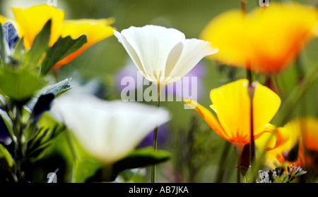 California Poppies wächst in einem Suburban Garten in Worcestershire UK Stockfoto
