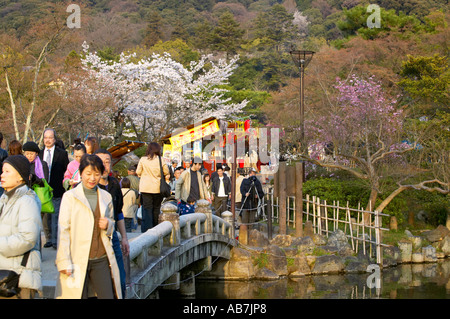 Hanami feiern im Maruyama Koen, Kyoto, Japan Stockfoto