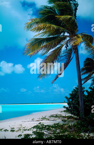 Palm Beach Barbuda Kokosnuss Palme weht im Wind Stockfoto