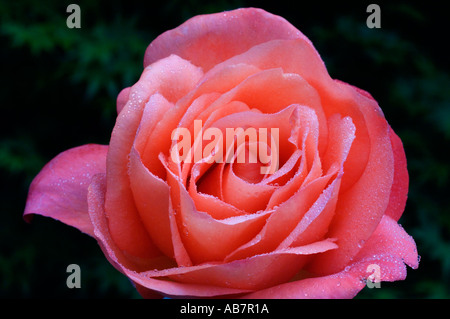 ROSE Blume VOODOO nach Regen Stockfoto