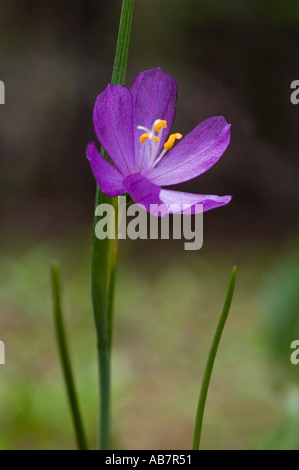 Grass Widow Blume (Sisyrinchium Douglasii) Table Mountain Kittitas County WASHINGTON STATE Juni USA Stockfoto